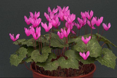 Cyclamen repandum Alpine Garden Society